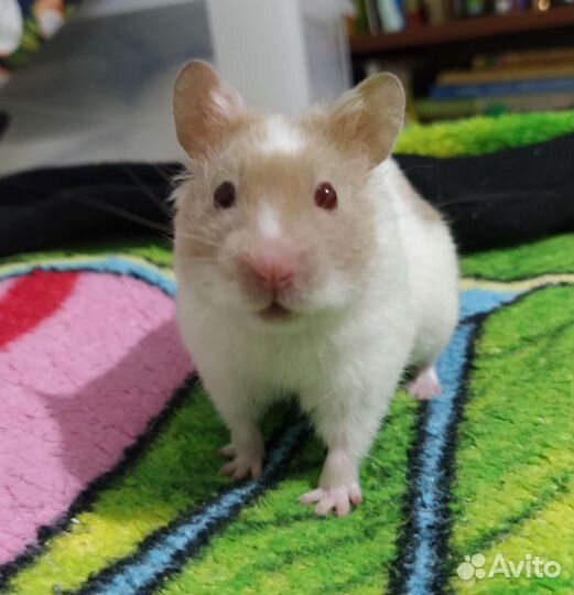 Хомяк с огромным домом