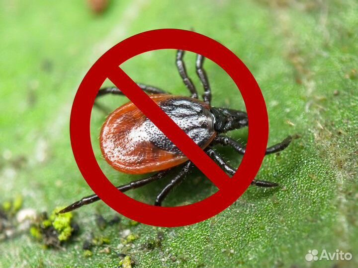 Акарицидная Обработка территории от клещей