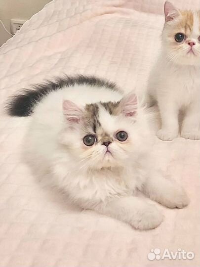 Экзотический пушистик