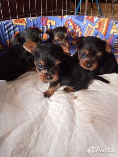 Йоркширский терьер мини щенки