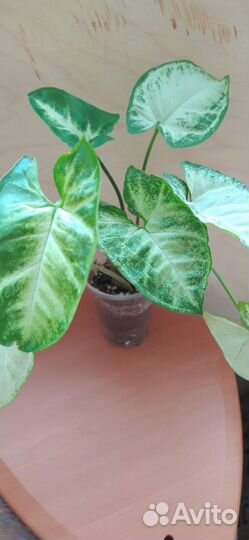 Комнатные цветы