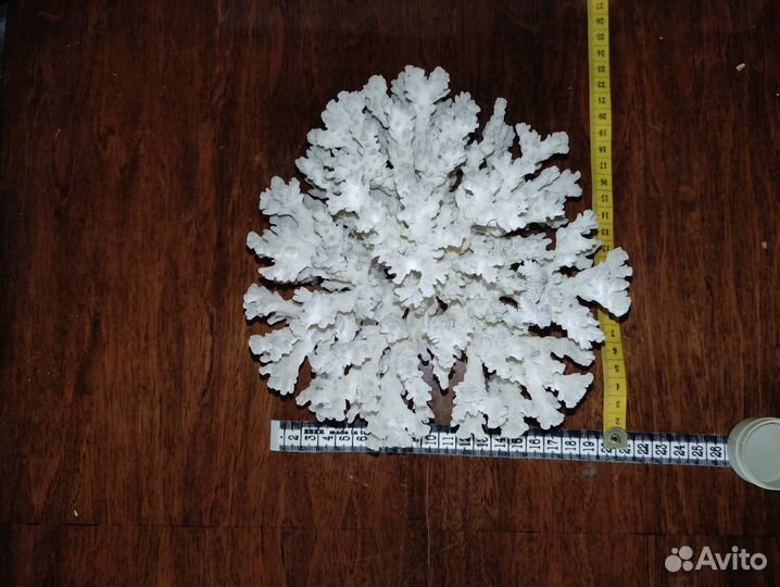 Морские кораллы,ракушки