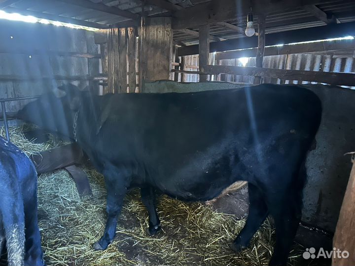 Быки и телки на мясо