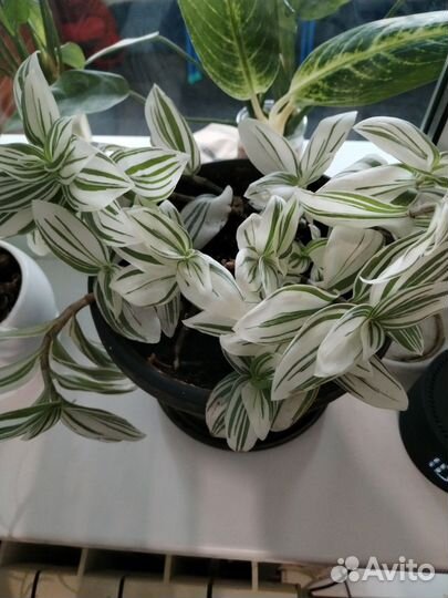 Комнатные растения