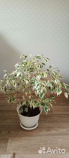 Фикус Бенжамина