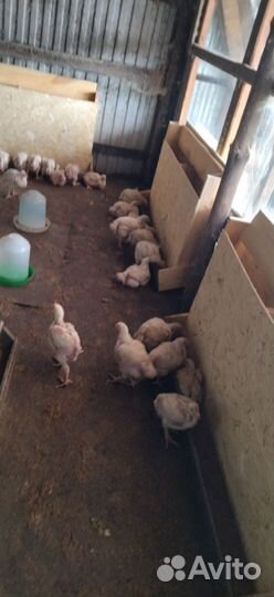 Бройлеров росс 308