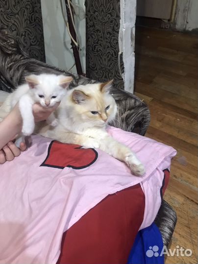 Котята в добрые руки 1 месяц