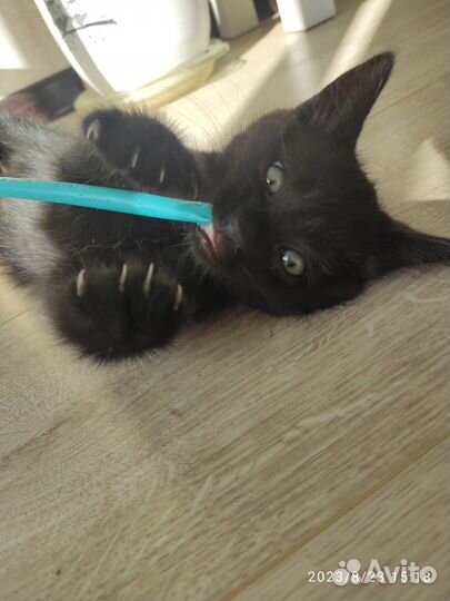 Черный котенок, мальчик, 2 мес