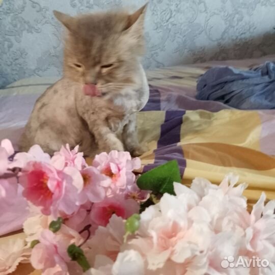 Кошке необходим дом