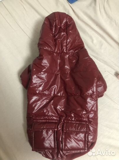 Одежда для маленькой собачки