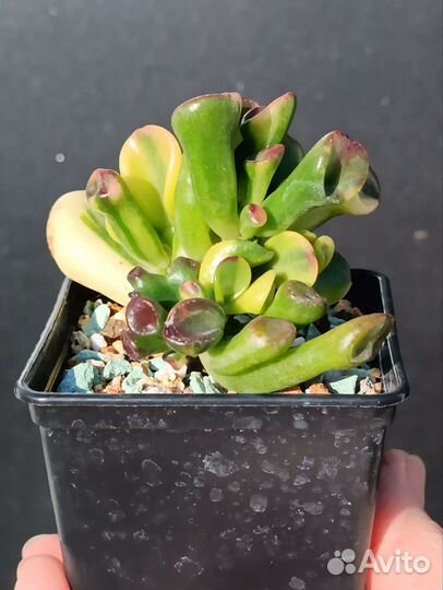 Крассула, Crassula Gollum yellow variegata