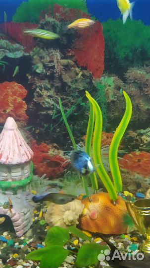 Аквариум с тумбой рыбками фильтром ситом всем на ф