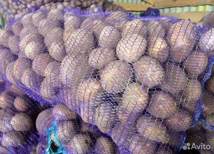 Продам картофель