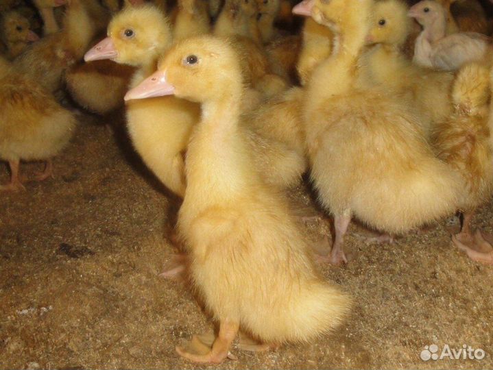 Утята Агидель Подрощенные