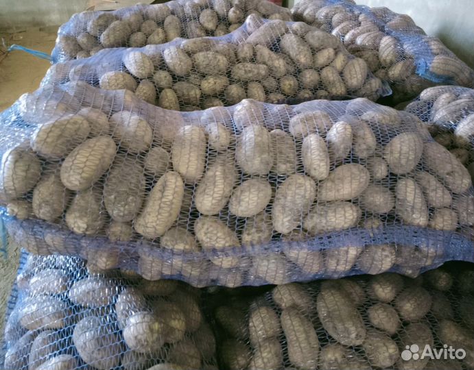 Картофель сорт Королева Анна доставка