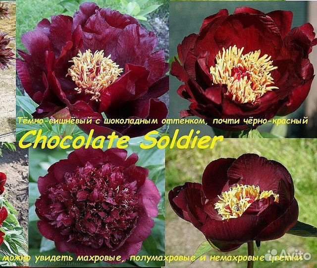 Paeonia Chocolate Soldier