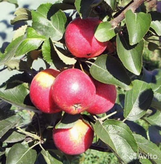 Саженцы плодово-ягодных и декоративных растений