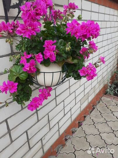 Ампельная герань