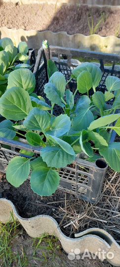 Рассада ранней капусты и для хранения