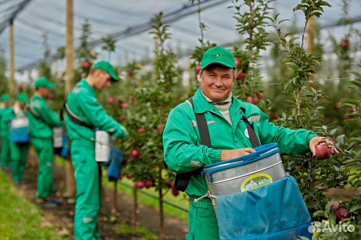 Сборщик яблок. Вахта Липецк