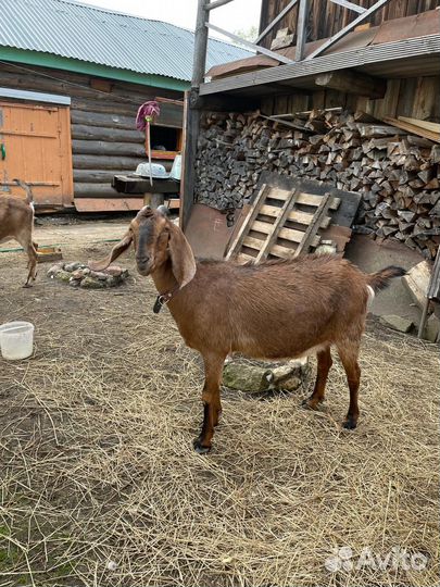 Продажа коз
