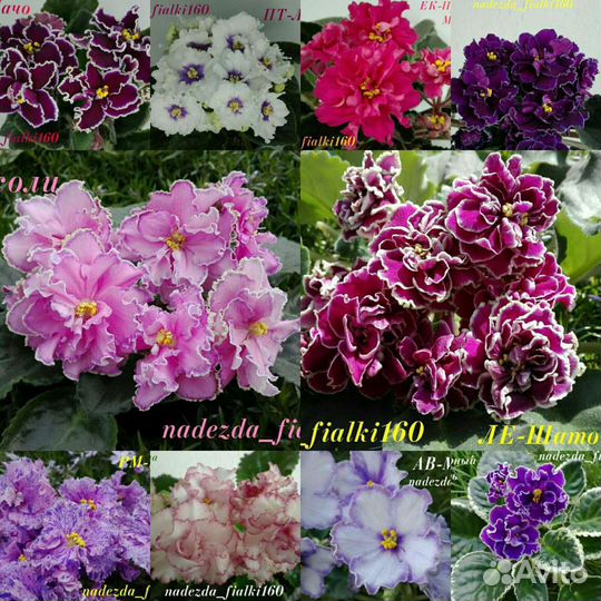 Сортовые фиалки
