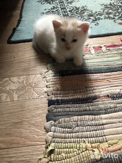 Отдам кота в добрые руки