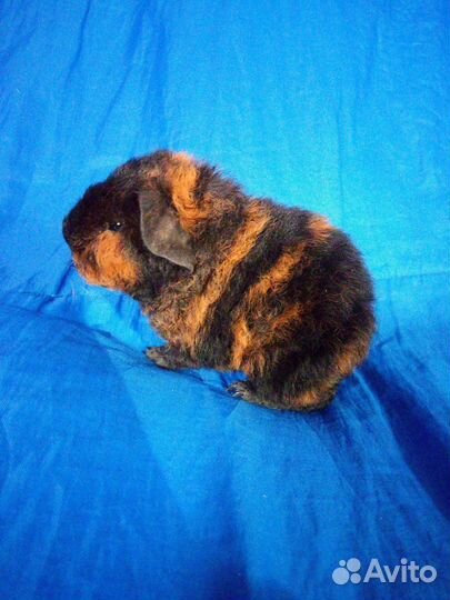 Морская свинка ам. тедди