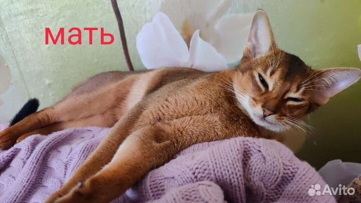 Абиссинские кошки