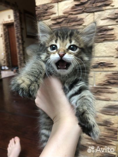 Котенок в добрые руки