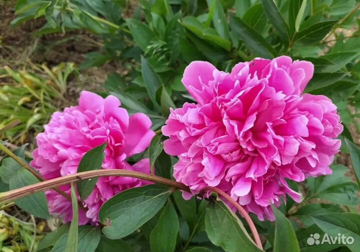 Пионы саженцы корни