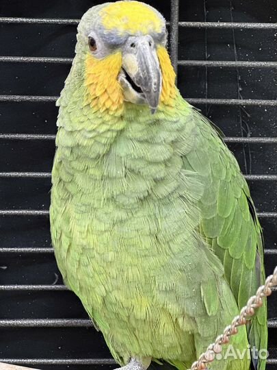 Попугай амазон венесуэльский