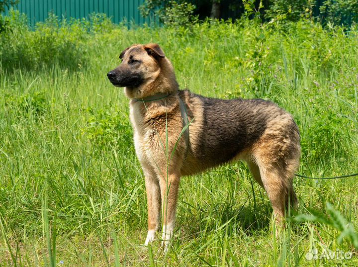 Красавец Маркус в добрые руки