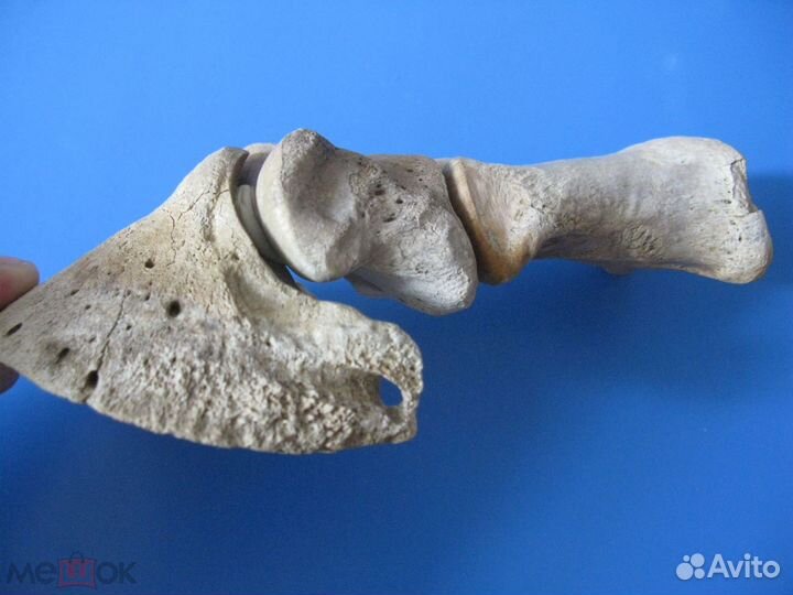 Кости ископаемой лошади, палеонтология №1