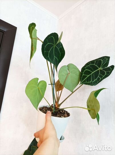 Антуриум кларинервиум