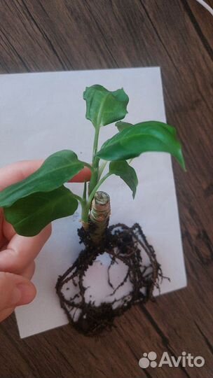 Диффенбахия