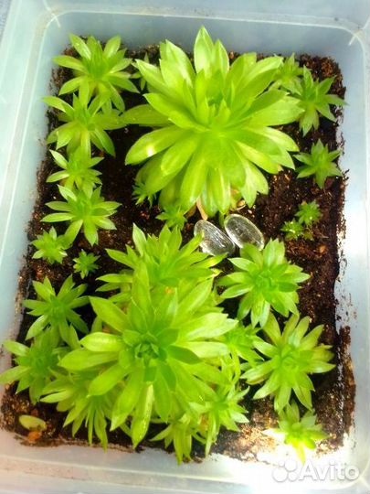 Суккуленты