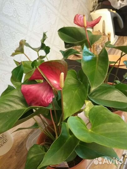 Антуриумы сортовые