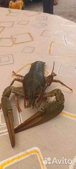Живые раки с доставкой