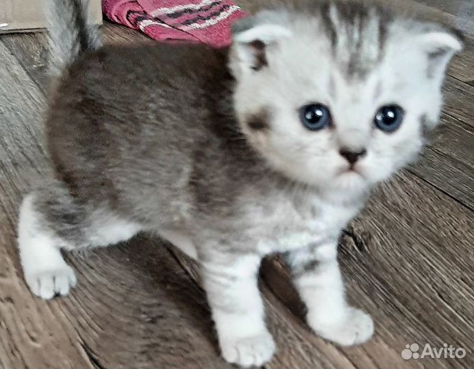 Котята вислоухие шотландцы
