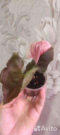 Сингониум клубничный лед