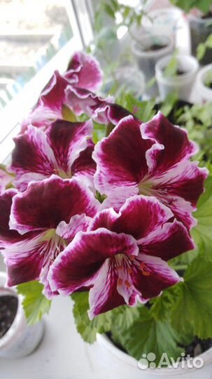 Домашние растения