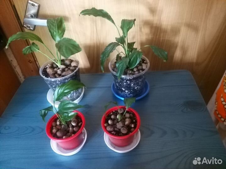 Спатифиллум