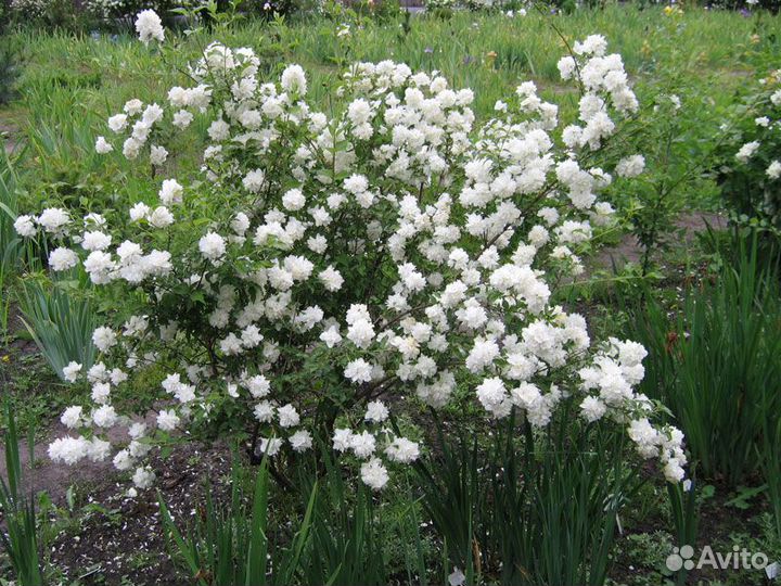 Саженцы садового жасмина(Чубушника)