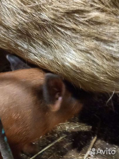 Венгерская Мангалица 1 мес