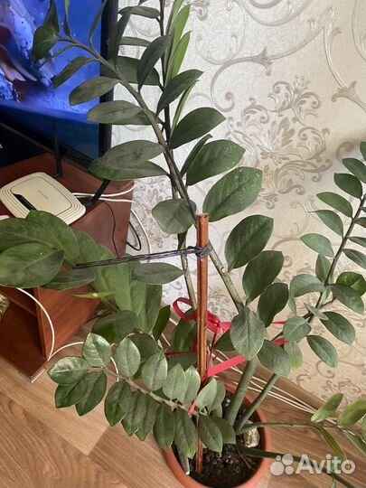 Замиокулькас