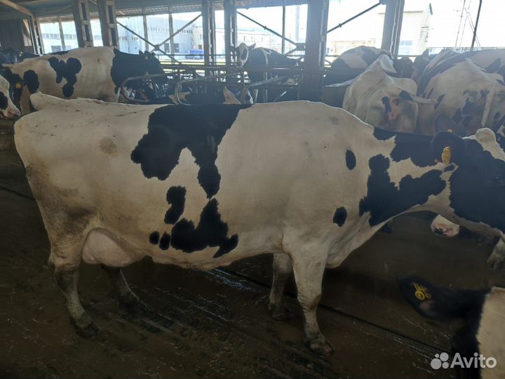 Коровы высокоудойные