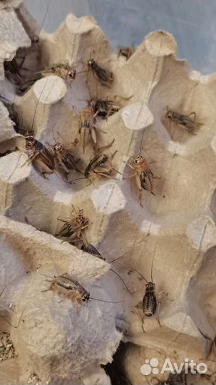 Сверчок заморозка, Зофобас, тараканы