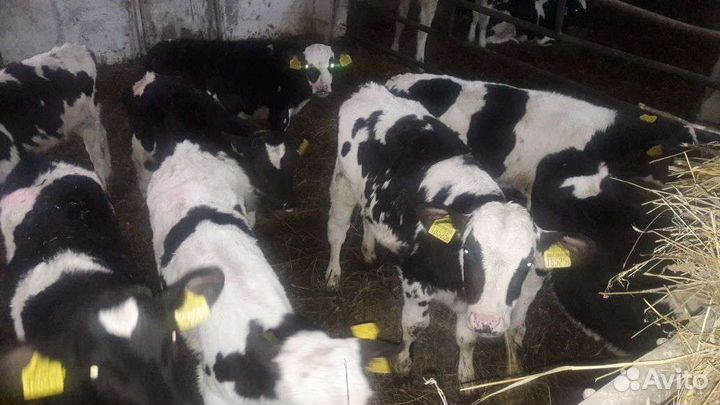 Бычки телята