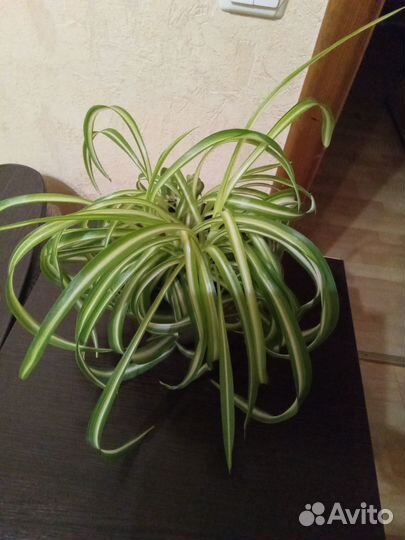 Комнатные растения